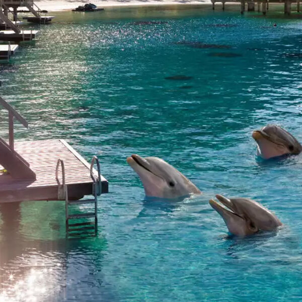 Maldives Escapade.jpg